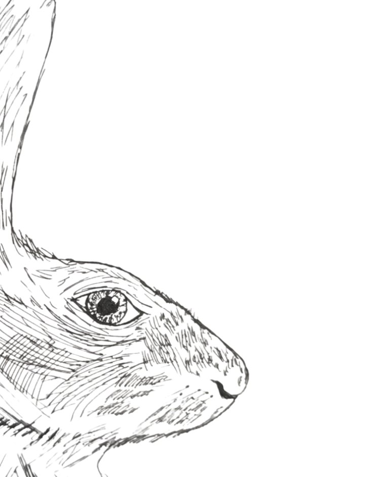 Pentekening in fijne arcering van de kop van een haas in profiel, met één lang oor